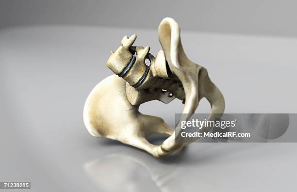 human pelvis on a reflective surface. - superior pubic ramus stock illustrations