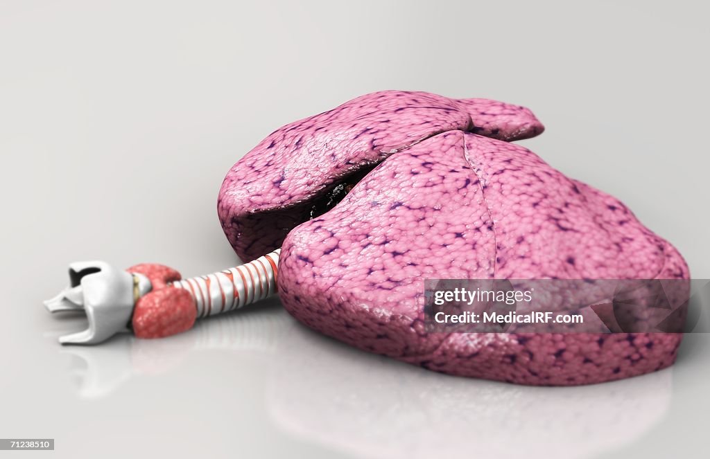 Lungs on reflective surface.