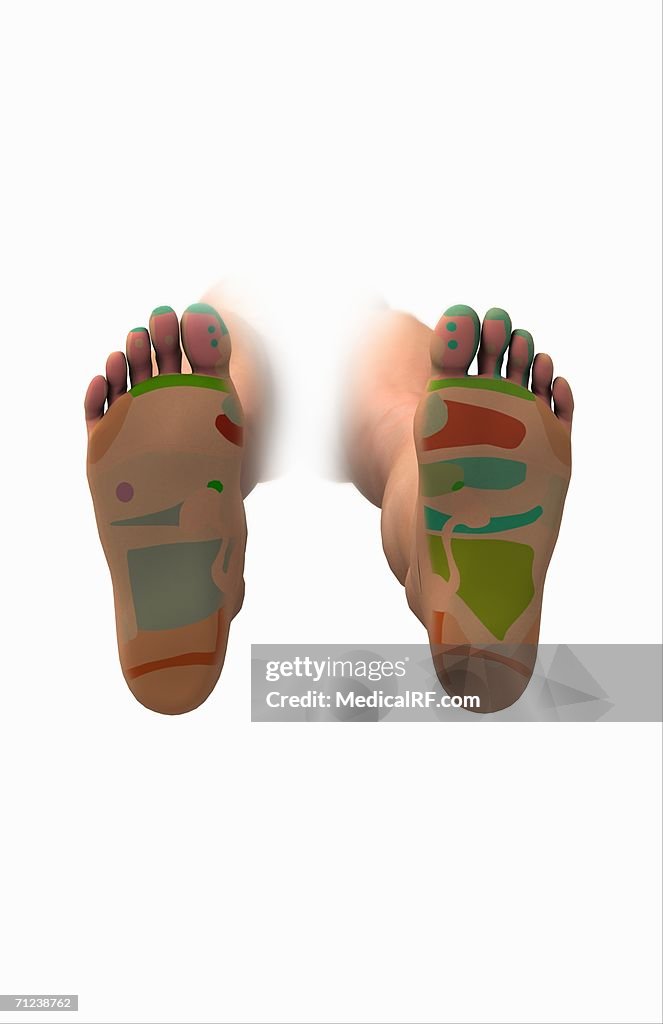Conceptual image of the reflexology map of the feet.