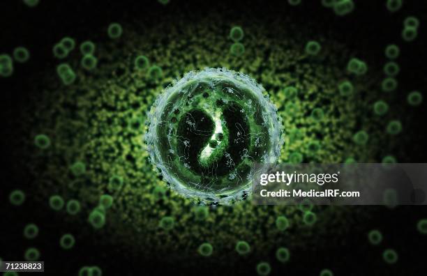 stockillustraties, clipart, cartoons en iconen met magnified conceptual image of a b cell lymphocyte. - b cell