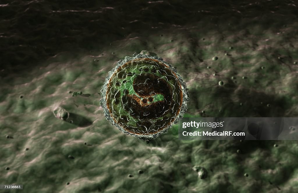 Magnified conceptual image of a T Cell Lymphocyte.