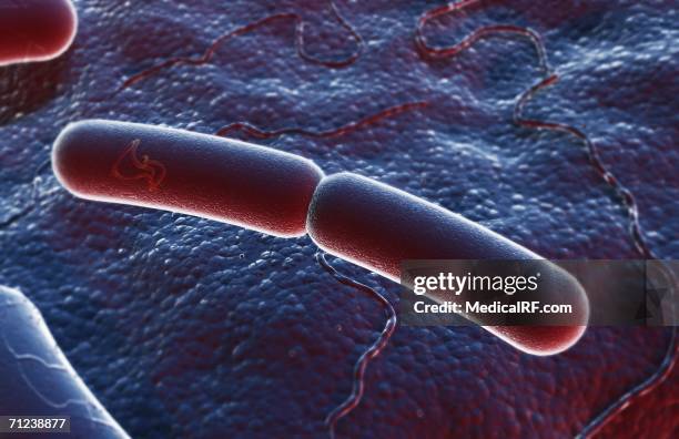 binary fission - binary fission stock illustrations