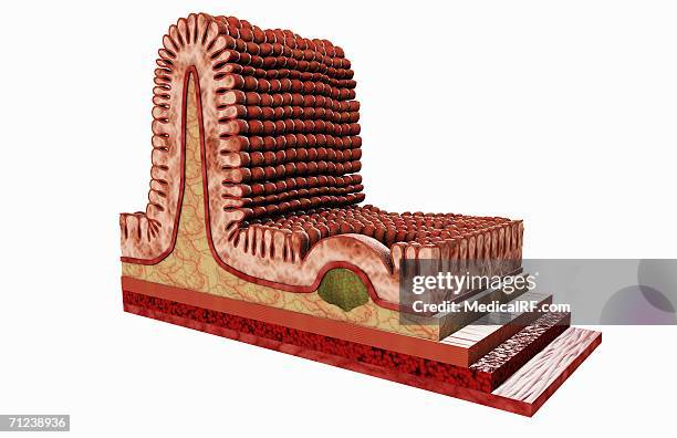 mucous membrane - mucosal membrane stock illustrations