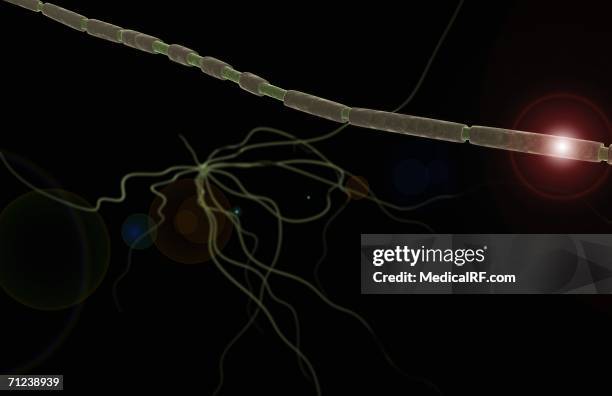 neural axon - synapse stock illustrations