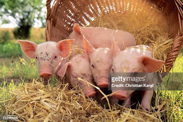 pigs with basket in field - ferkel stock-fotos und bilder
