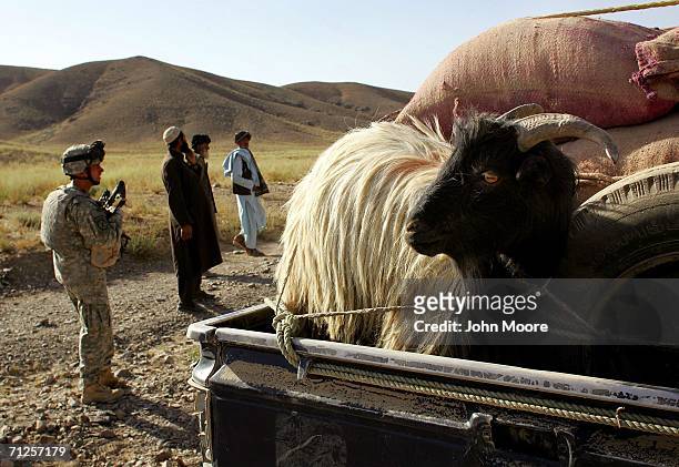 Goat waits to pass through an American checkpoint June 21, 2006 west of Qalat, in the southern province of Zabul, Afghanistan. American, British and...