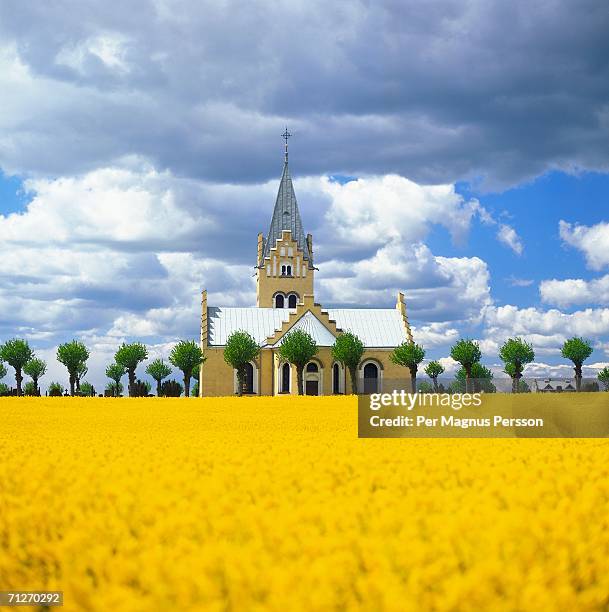 a church in a field of rapes. - skane stock pictures, royalty-free photos & images