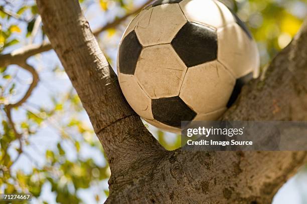 calcio in un albero - bloccato foto e immagini stock