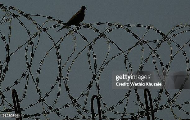 Bird sits on a barbered wire fence on June 23, 2006 at Abu Ghraib prison west of Baghdad, Iraq. More than 500 Iraqi detainees were released from Abu...