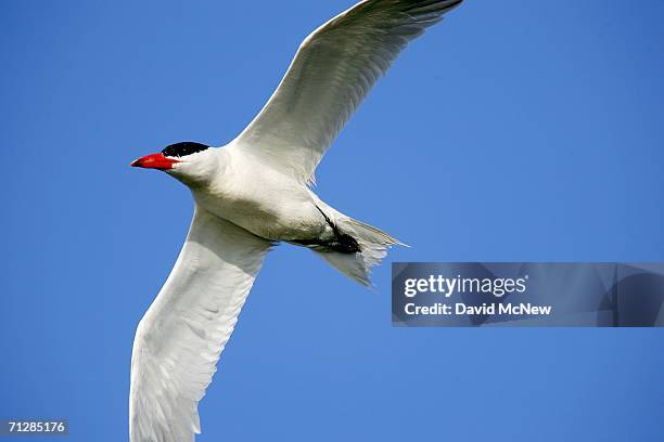 Caspian tern flies over the Sonny Bono Salton Sea National Wildlife Refuge, a major stop for birds on the Pacific Flyway, on June 23, 2006 near...