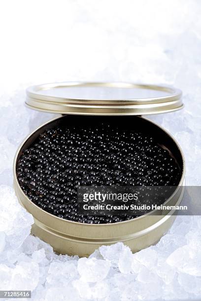 beluga caviar in can - ghiaccio tritato foto e immagini stock