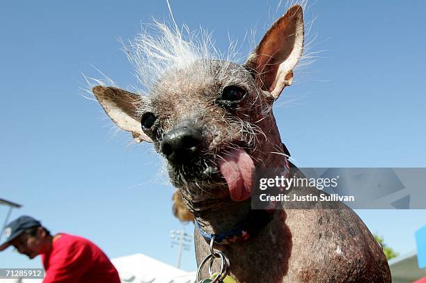 The 2006 World's Ugliest Dog, Archie, a Chinese Crested is seen during the 18th annual World's Ugliest Dog competition June 23, 2006 at the...