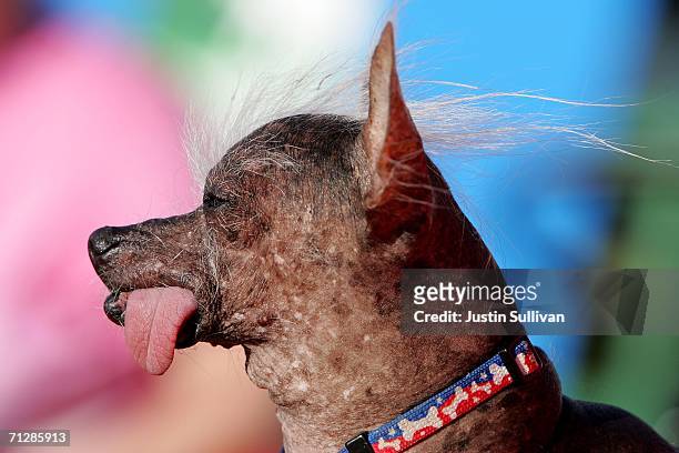 The 2006 World's Ugliest Dog, Archie, a Chinese Crested is seen during the 18th annual World's Ugliest Dog competition June 23, 2006 at the...