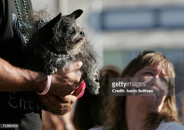 Dog named Munchkin is seen during the 18th annual World's Ugliest Dog competition June 23, 2006 at the Sonoma-Marin Fair in Petaluma, California....