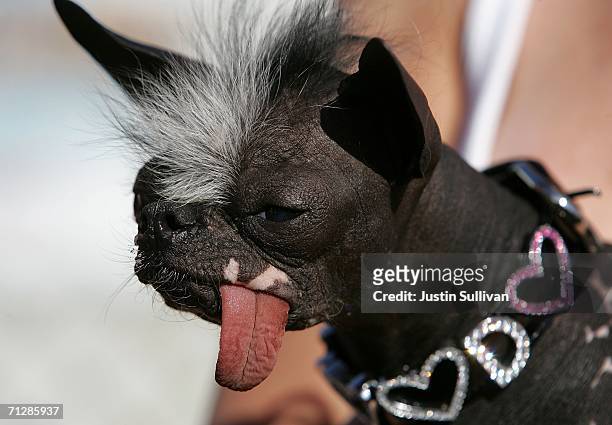 Dog named Elwood is seen during the 18th annual World's Ugliest Dog competition June 23, 2006 at the Sonoma-Marin Fair in Petaluma, California....