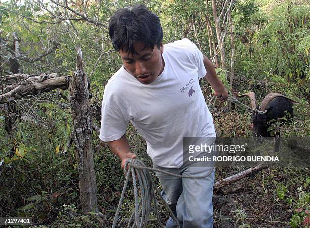 Isla Santa Cruz, ECUADOR: Paul, cazador de chivos salvajes, tira un animal en la comunidad de Santa Rosa en la Isla Santa Cruz del Archipielago de...