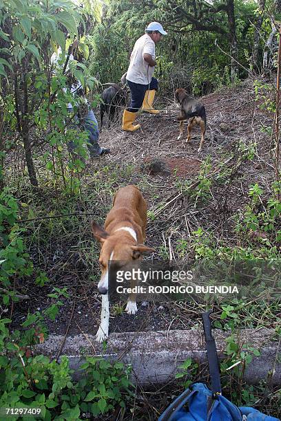 Isla Santa Cruz, ECUADOR: Cristobal Colon Cuenca, cazador de chivos salvajes, busca animales acompanado de un companero y de sus perros en la...