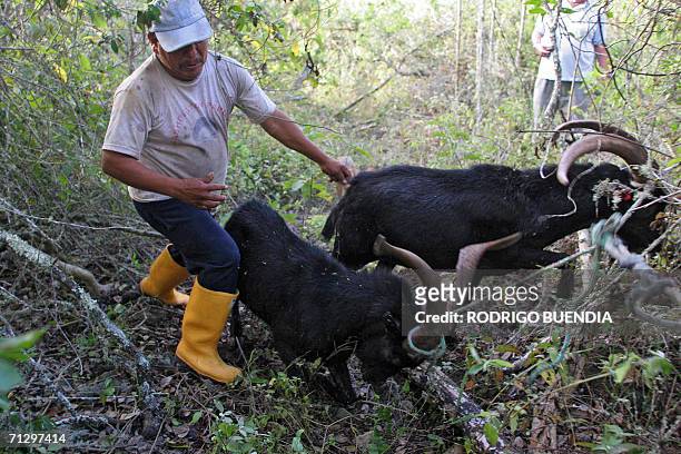 Isla Santa Cruz, ECUADOR: Cristobal Colon Cuenca, cazador de chivos salvajes, caza animales acompanado de un companero en la comunidad de Santa Rosa...