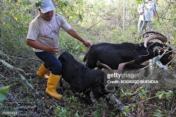 Isla Santa Cruz, ECUADOR: Cristobal Colon Cuenca, cazador de chivos salvajes, caza animales acompanado de un companero en la comunidad de Santa Rosa...