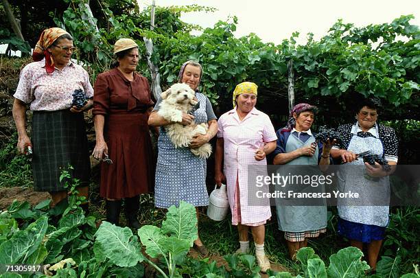 Wine making on the Atlantic Island of Madeira in August, 2005 in Madeira, Portugal. The grape vines grow on tiny terraces, called poios, which are...