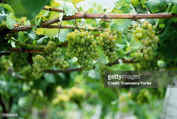 Wine making on the Atlantic Island of Madeira in August, 2005 in Madeira, Portugal. The grape vines grow on tiny terraces, called poios, which are...