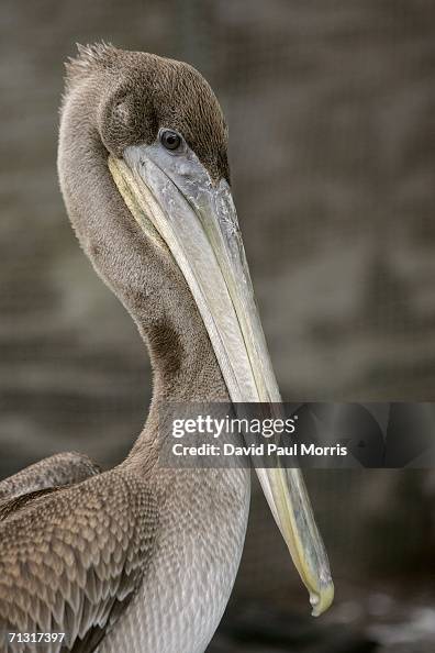 Ebps Bird A rescued baby brown pelican at the The International Bird Rescue ...