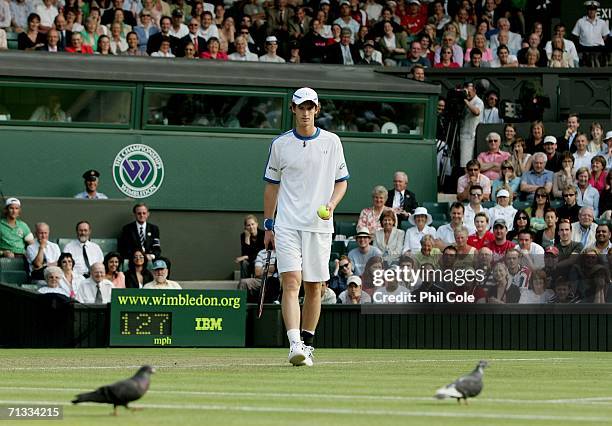Andy Murray of Great Britain stops to look at the pigeons in his match against Julien Benneteau of France during day four of the Wimbledon Lawn...