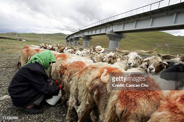 Shepherds milk sheep near a railroad bridge of the Qinghai-Tibet Railway on June 29, 2006 in Dangxiong County, Tibetan Autonomous Region, China. The...
