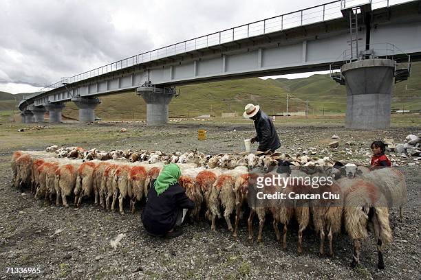 Shepherds milk sheep near a railroad bridge of the Qinghai-Tibet Railway on June 29, 2006 in Dangxiong County, Tibetan Autonomous Region, China. The...
