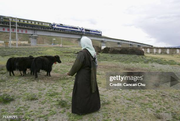 Train runs on the newly built Qinghai-Tibet Railway past a village as a Tibetan woman looks after her cows in Dangxiong County, Tibetan Autonomous...