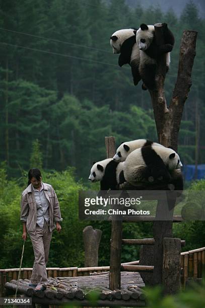 Feeder walks past giant pandas at the China Giant Panda Protection and Research Center, home to about 80 artificially bred pandas, on June 29, 2006...