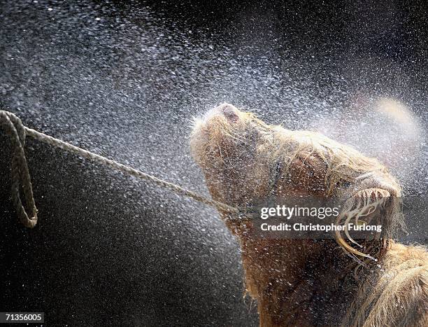 Four-month-old Highland heffer is cooled down with a hosepipe as temperatures in Britain reach over 30 degrees celsius at The Royal Show on 3 July...