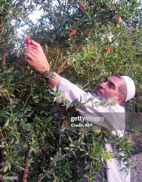Kandahar, AFGHANISTAN: TO GO WITH "AFGHANISTAN-POMEGRANATES" In this picture taken 23 June 2006, an Afghan farmer picks newly grown pomegranates in...