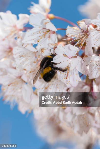 spring - abdul kadir audah stock pictures, royalty-free photos & images