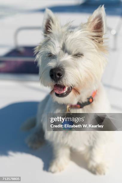 dogs on a joy ride - dog in car window stock pictures, royalty-free photos & images