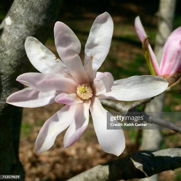 spring - star magnolia trees stock pictures, royalty-free photos & images