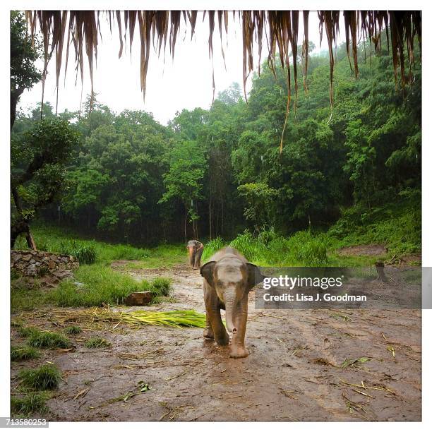 rain - baby elephant walking photos et images de collection