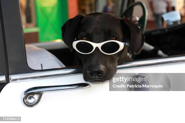 dogs on a joy ride - dog in car window stock pictures, royalty-free photos & images