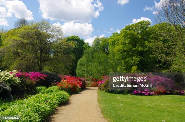 spring - richmond park london stock pictures, royalty-free photos & images
