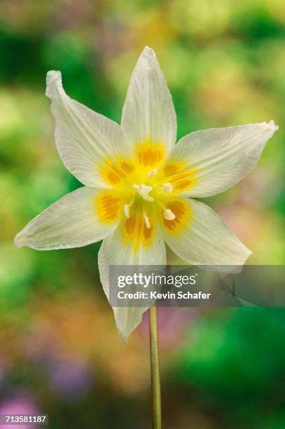 spring - siskiyou stockfoto's en -beelden