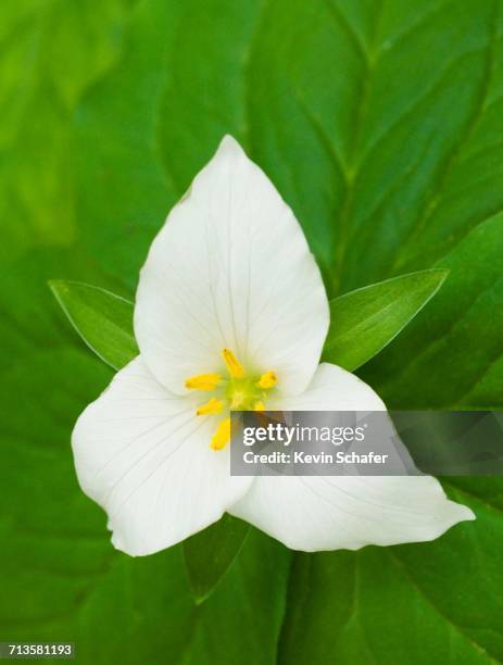 spring - siskiyou stockfoto's en -beelden