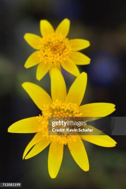 spring - arnica foto e immagini stock