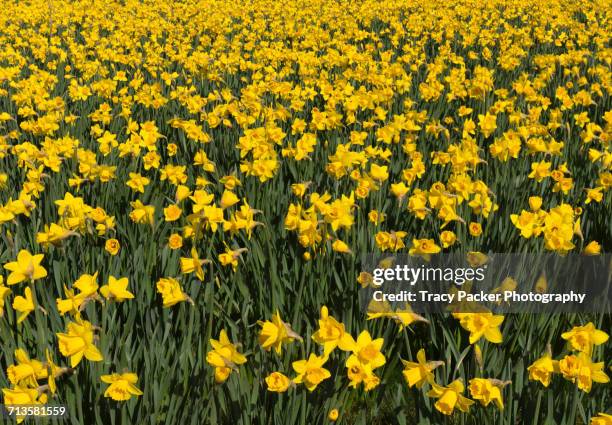 Becorns Spring 387 Brecon Beacons Spring Stock Photos, High-Res Pictures, and Images ...