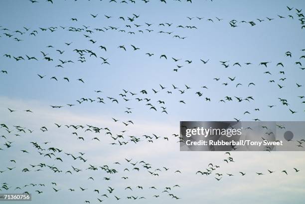 Do birds have a leader? Do birds have a leader?