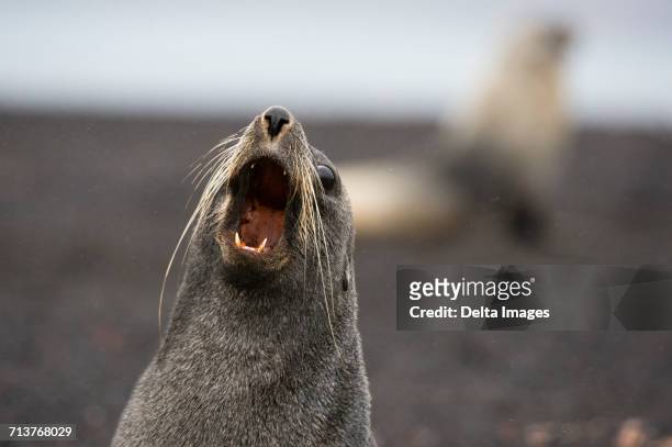 antarctic fur seal (arctocephalus gazella), deception island, antarctica - dierlijke mond stockfoto's en -beelden