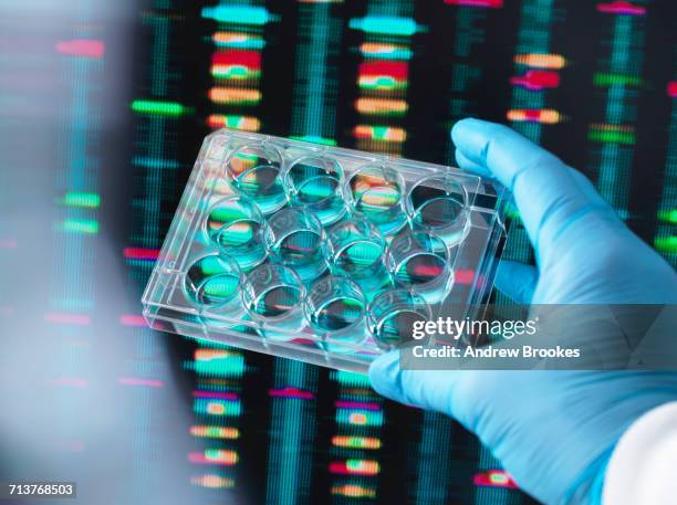 dna research, scientist holding up a multi well plate containing dna samples with results on the computer screen - laboratorio chimico molecola foto e immagini stock