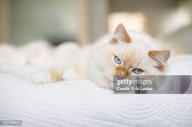 rag doll cat with blue eyes on bed - sängerin bildbanksfoton och bilder