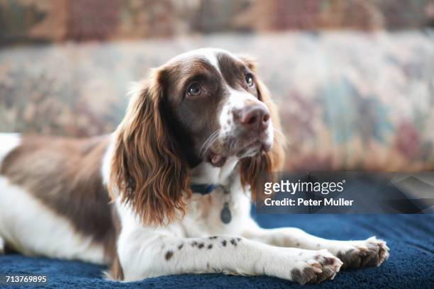 portrait of dog, lying on sofa - springer spaniel bildbanksfoton och bilder