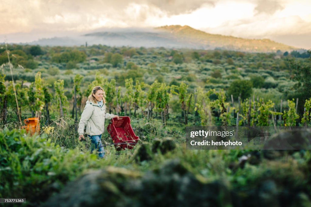 Woman carrying crate in vineyard