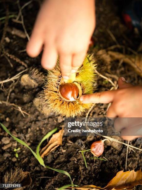 boys hands with chestnut in vineyard - chestnut stock pictures, royalty-free photos & images